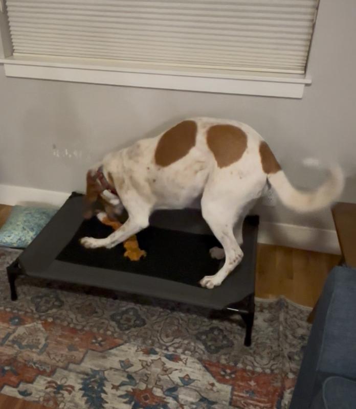 Our 95lb girl "digging" her bed. Hasn't torn!
