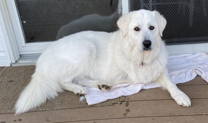 Nadia is 4 and has been taking Simparica Trio since I adopted her at age 1.