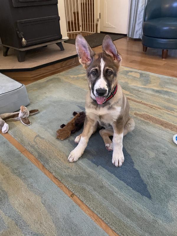 Panda German Shepard