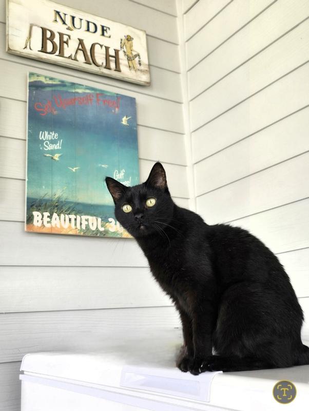 Mom, are we about to have more delicious pumpkin chicken?