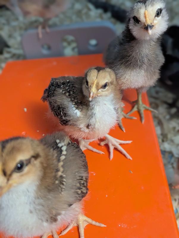 Chicks on the thermo brooder