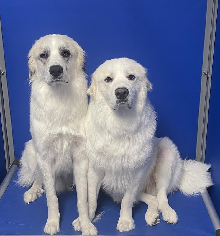 The PYR BROS. approve 100%