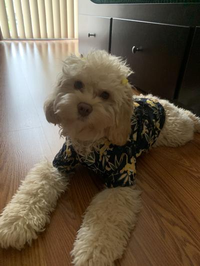 She is a cockapoo wearing a size M