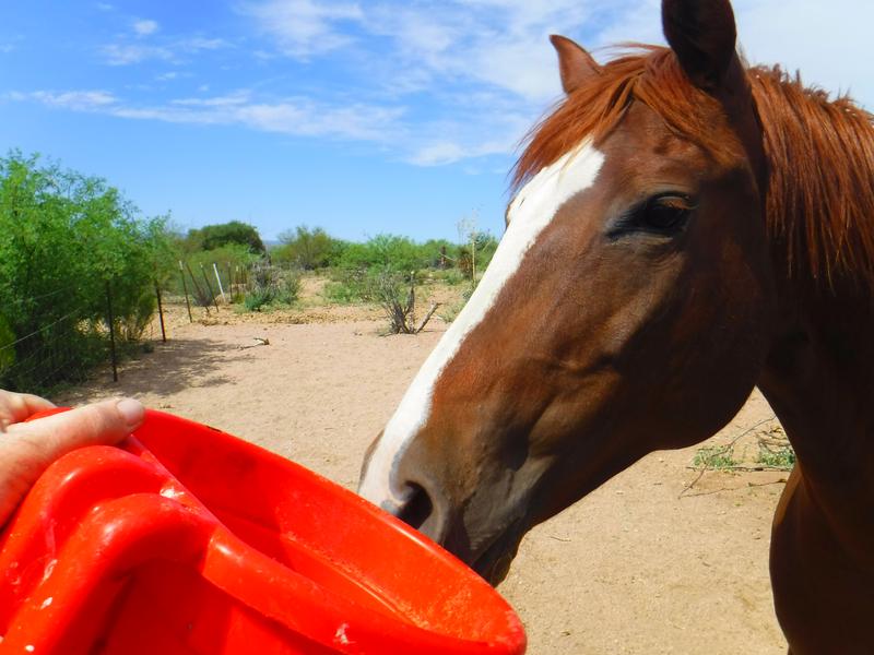 High quality feed for shiny coats and healthy horses!