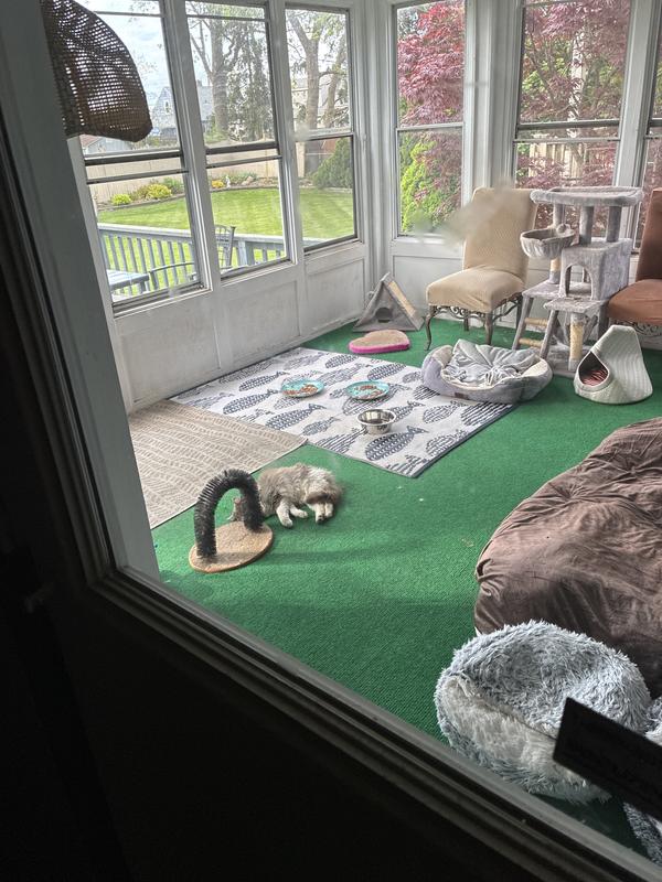 Well only one cat is here but there are 7 more. Their accommodations are quite lush.