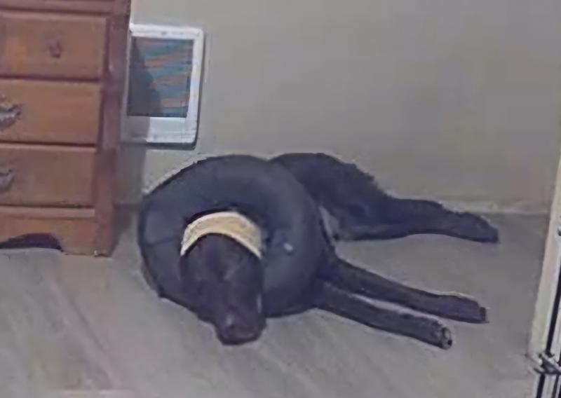 Star our guest had recovery care from surgical procedure while owner at work.