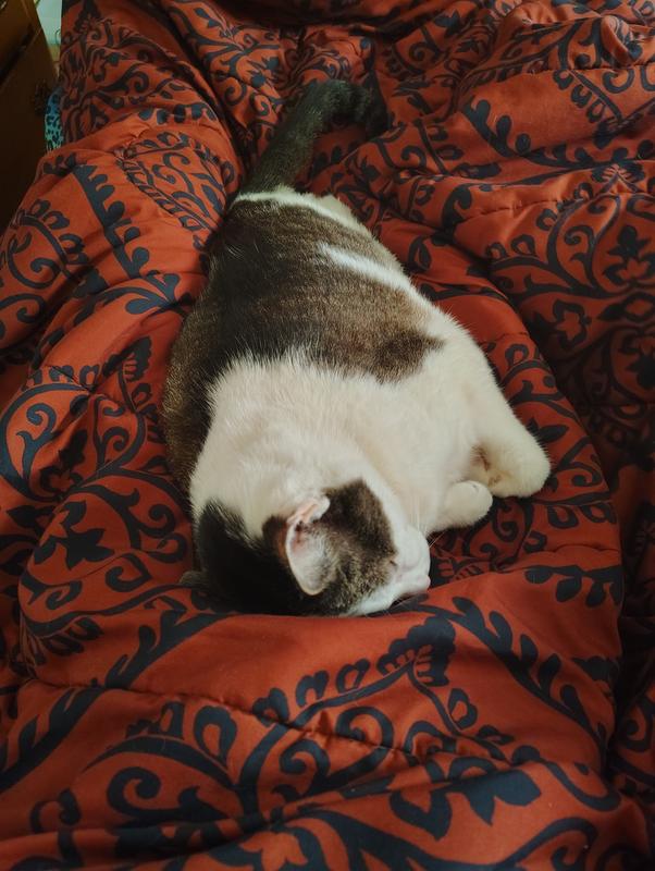 Sleeping peacefully