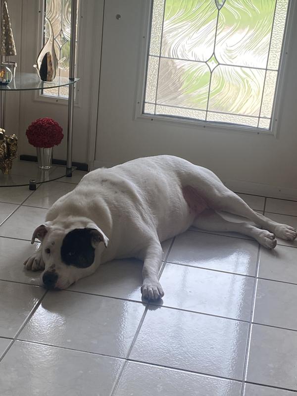 Cleo found a cool spot