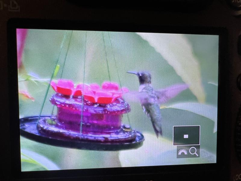 Lunch is for the birds.