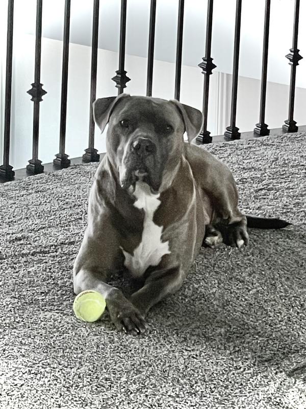 The most handsome dog you will see