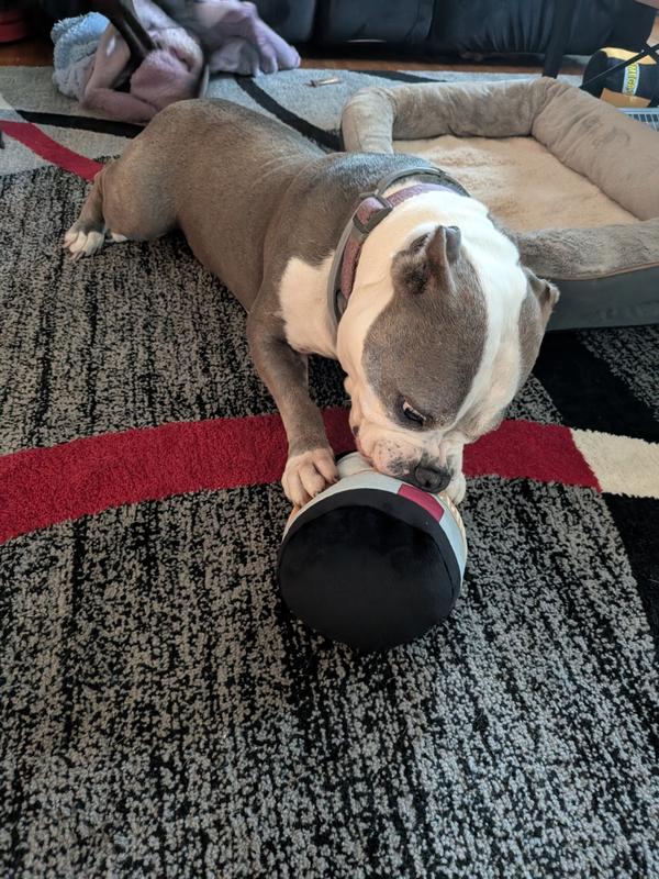 Living the squeak life