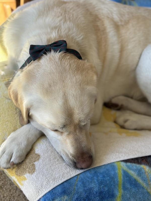 MAILEE in her new stylish collar!