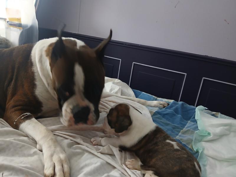 Bonnie & Stouty Moose