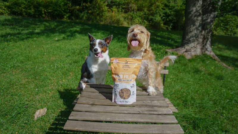 my dogs were obsessed