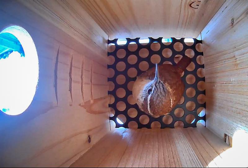 Carolina wren checking out the bird house