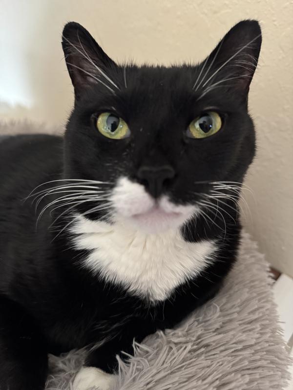 Picture of Claude longing for minced tuna