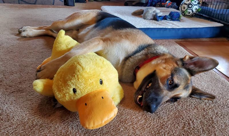 FRISCO Duck Plush Squeaky Dog Toy, Small/Medium - Chewy.com