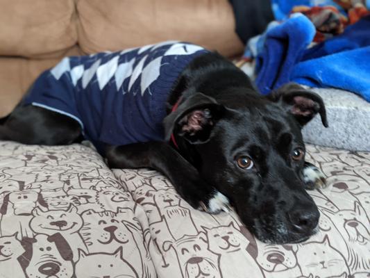 Navy Blue Argyle Dog Sweater, Dallas Dogs at PupRwear