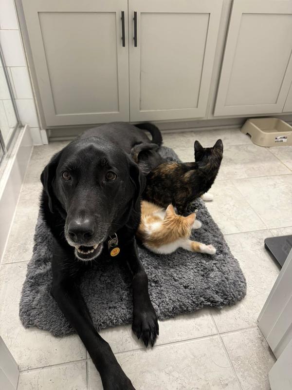 Not- Picky Gunner - he loved it and it was good on his sensitive tummy