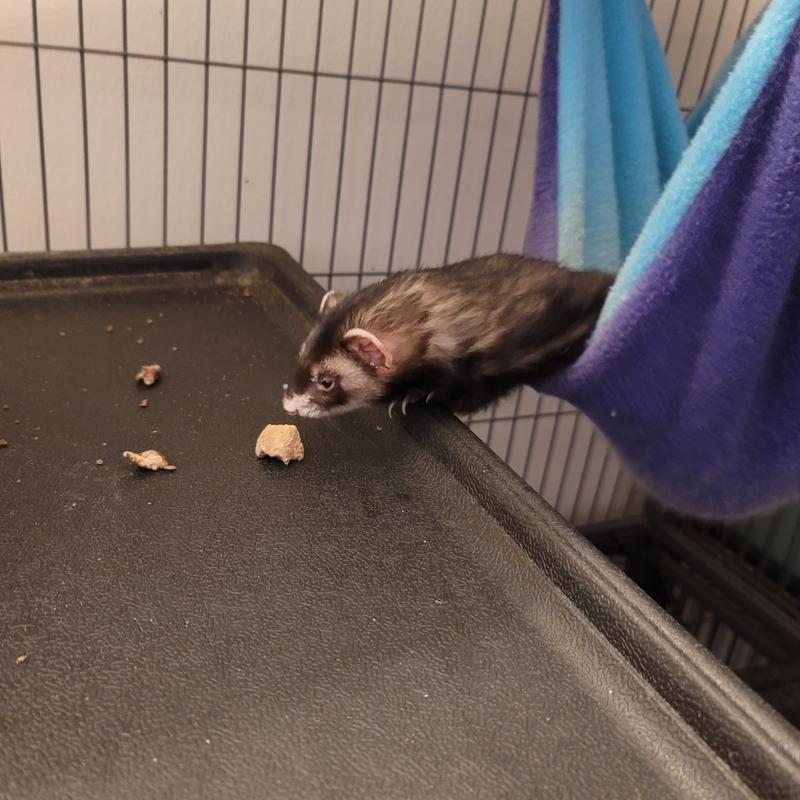 She definitely loves these treats