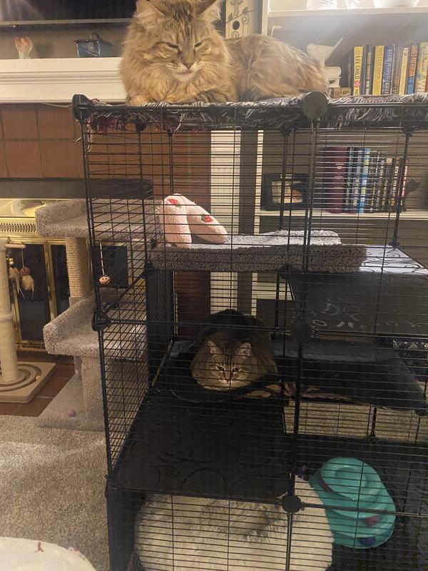 Fun new toy for cats.