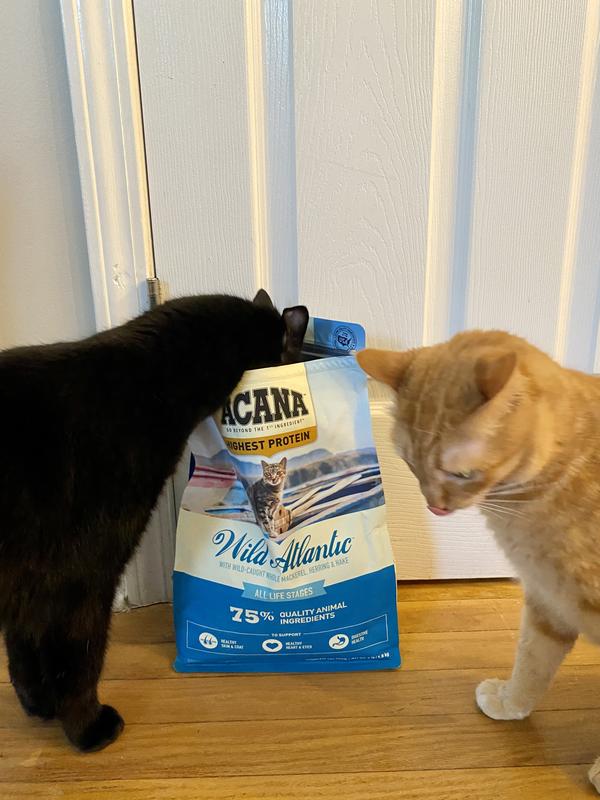 ACANA Wild Atlantic Grain Free Dry Cat Food reviews Chewy