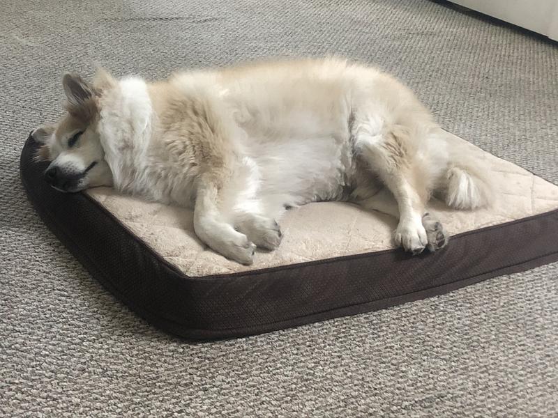 Vikings favorite!   He is medium sized and about 50 lbs.
