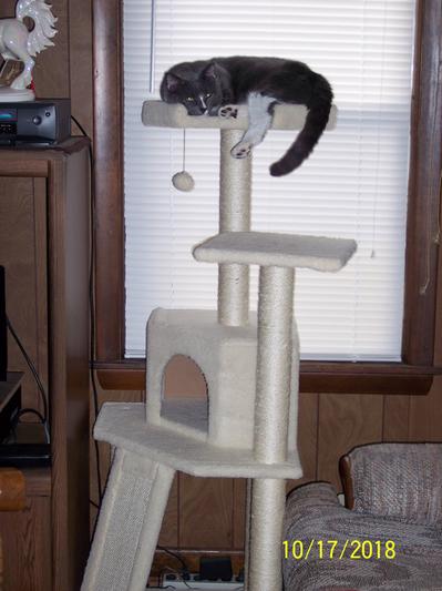 Conner chillin on his Chewy Cat Tree