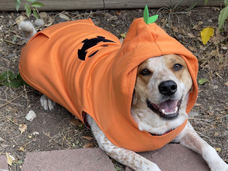 Rebel Dawg Personalized Jack-O-Lantern with Bat Mini Charm Dog & Cat ID Tag