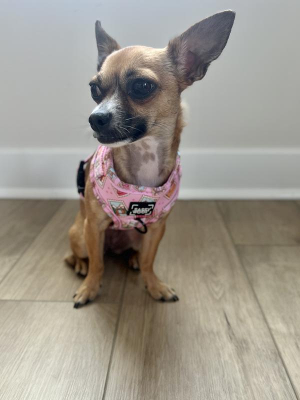 Zuri the Chihuahua modeling her harness