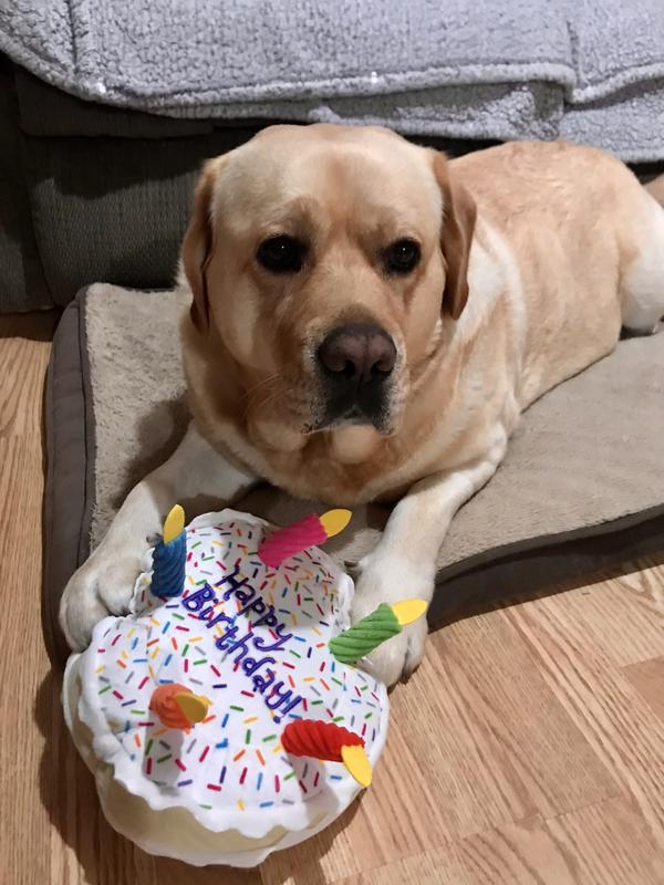 CV Birthday Cake Dog Toy