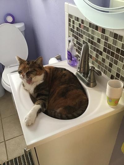 My girl waiting to get a drink from the sink. She now has water fountain !