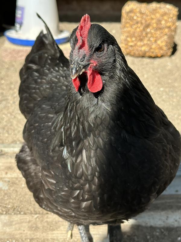 One of my 13 hens showing how gorgeous she is