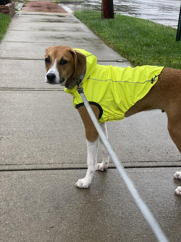 Shiloh in his raincoat!