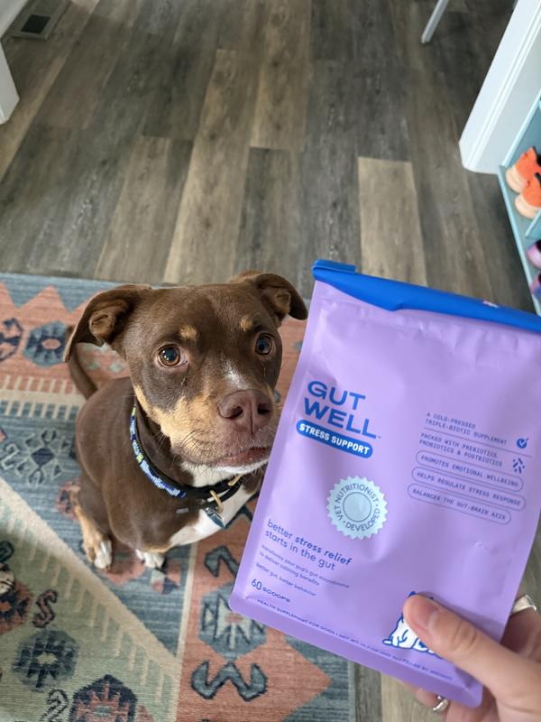 Dog with Native Pet GutWell Stress Support