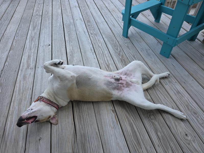 Sunbathing on the deck