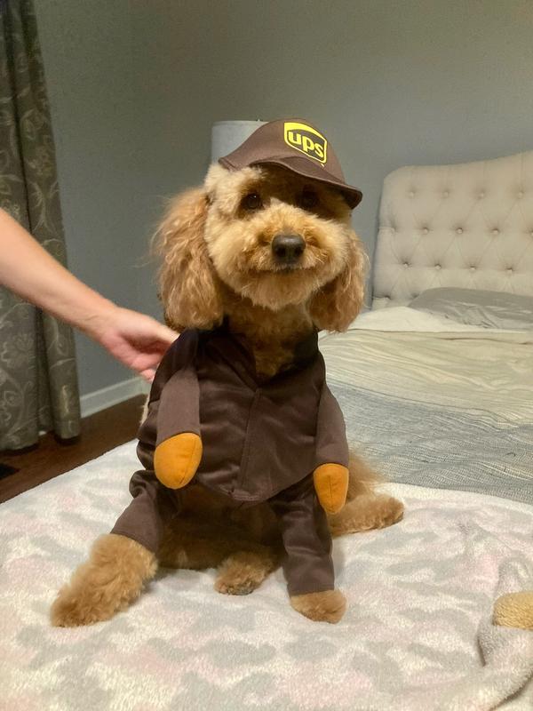 CALIFORNIA COSTUMES UPS Delivery Driver Dog Cat Costume Large