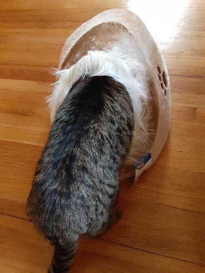 Tiger trying to figure out WHAT THIS IS!
