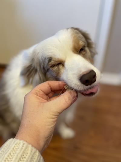 And now shes a happy pup