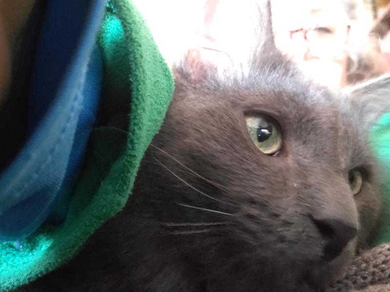 Jake cuddles requires Crabby Crabs