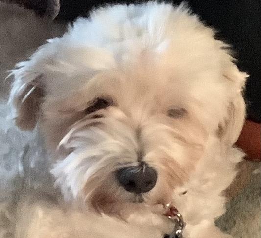 Annie Loves Pedigree,