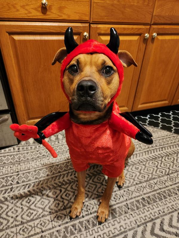 FRISCO Front Walking Lil Devil with Adjustable Inseam Dog & Cat Costume ...