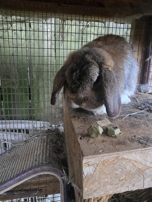 Moochie said "absolutely not" and knocked them off his platform