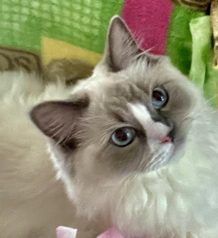 My name is Willow and “I love my Sheba”