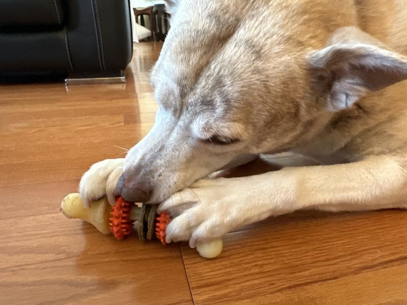 PetSafe Bristle Bone - A Dog's Best Friend