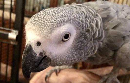 Coco, my African Grey