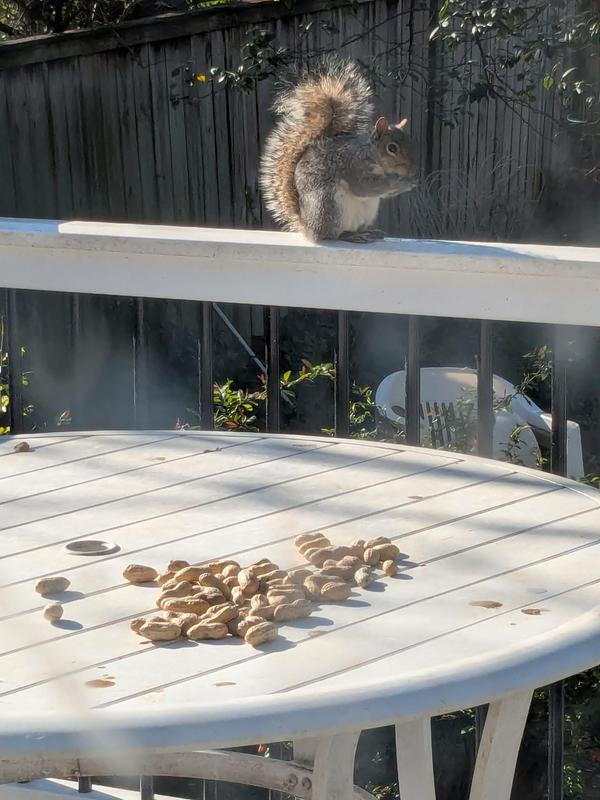 Guarding his stash of Trailmark Naturals in Shell Raw Peanuts