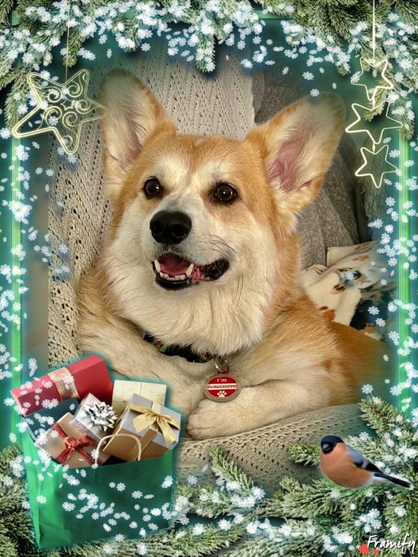 Merry Christmas from Liam.