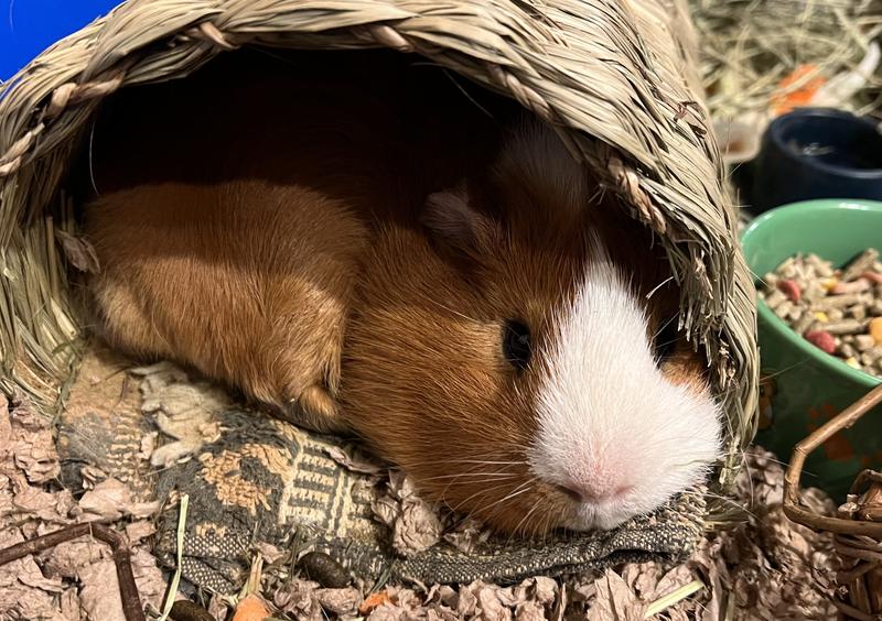 Chillin in my tunnel