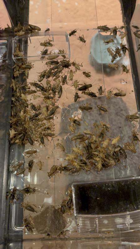 This is the dead crickets